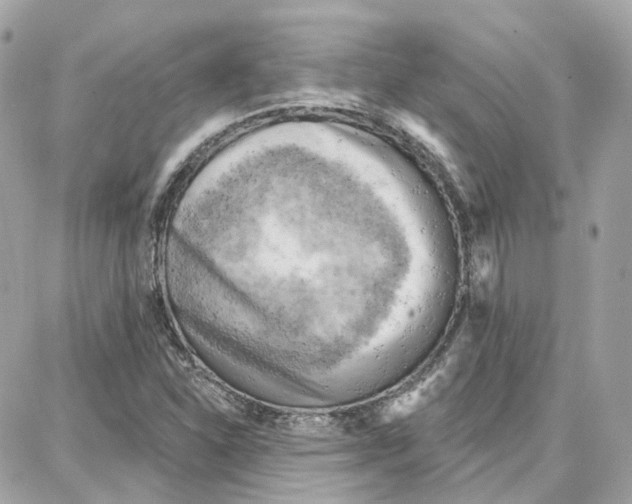 X0000087741310200706041027