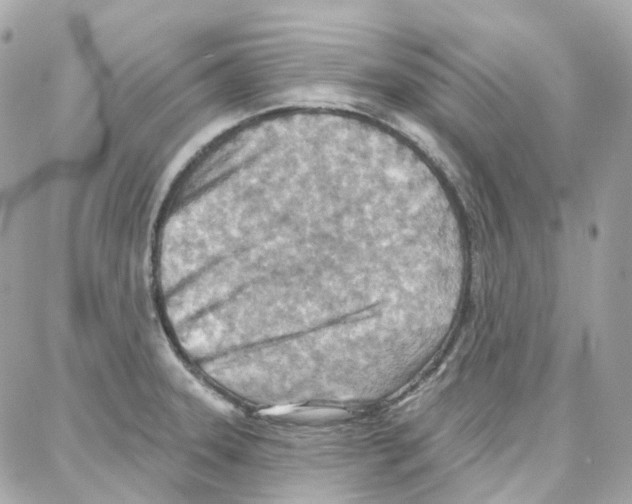 X0000087741331200706041027