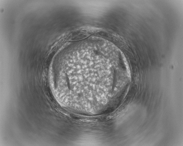 X0000087741397200706041025