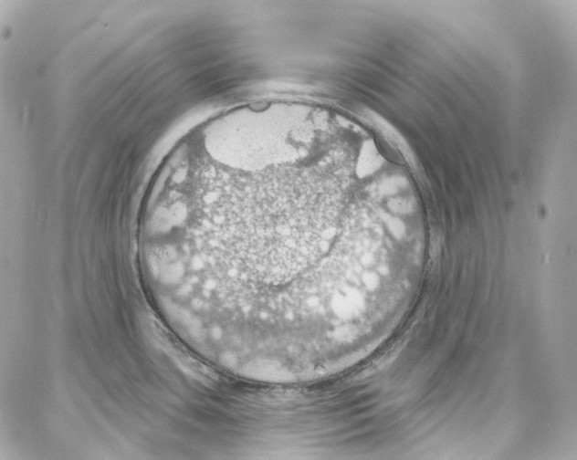 X0000087741435200706041026