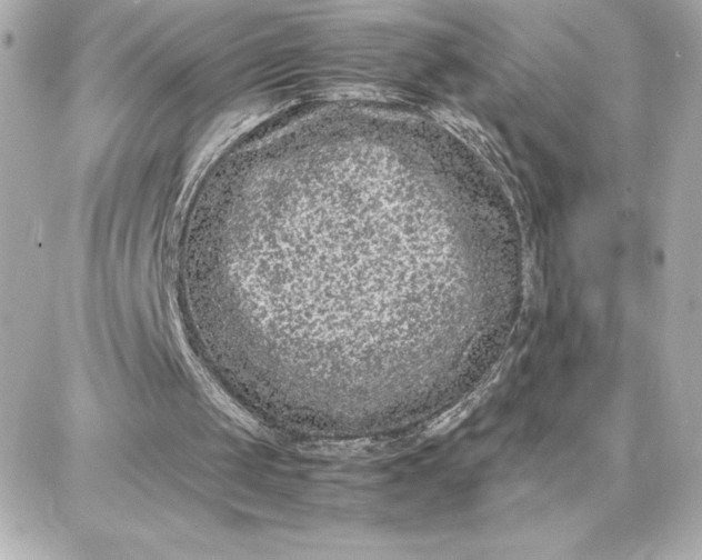 X0000087750049200705211047