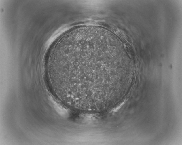 X0000087750295200705211044