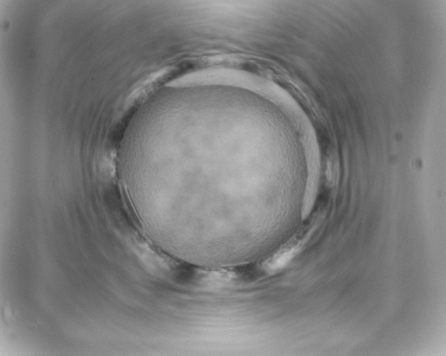 X0000087750621200705211039