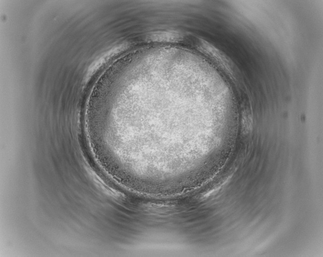 X0000087750725200705211036