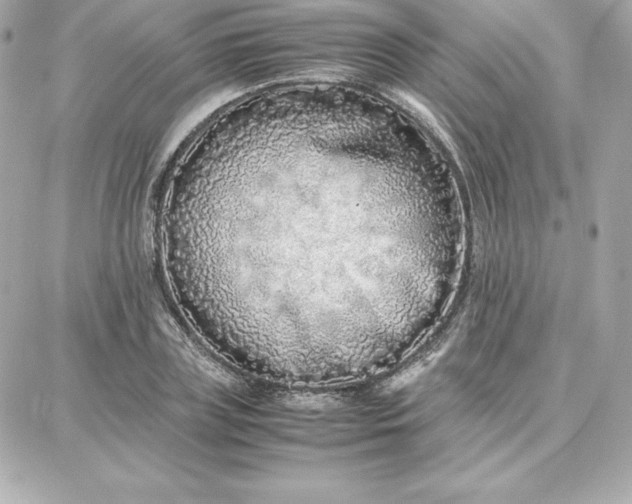 X0000087750835200705211035