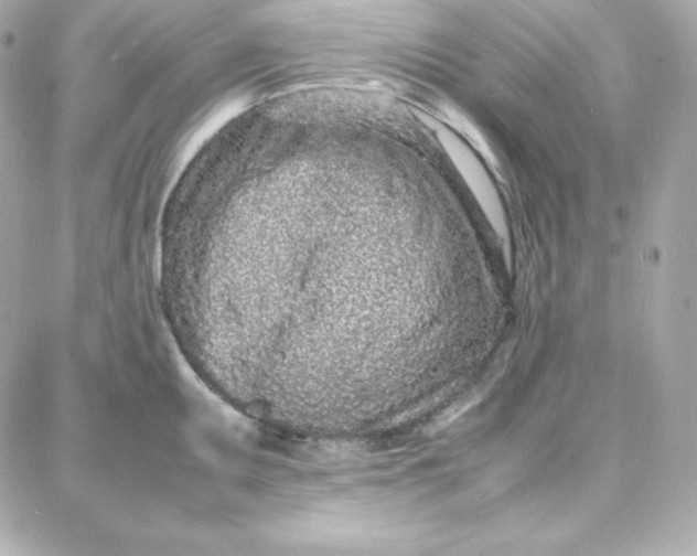 X0000087751095200705211031