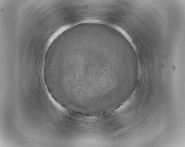 X0000087751245200705211029