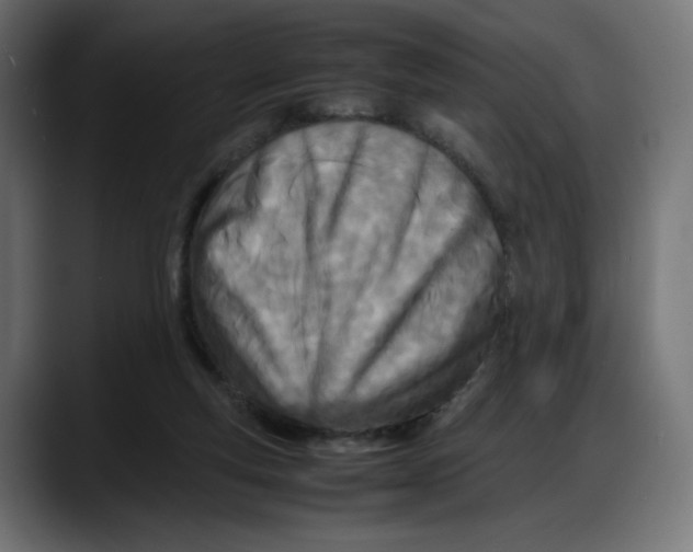 X0000087750163200705291041