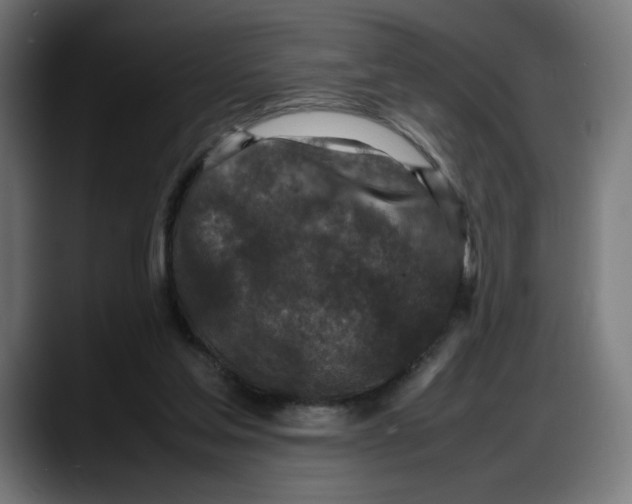 X0000087750205200705291040