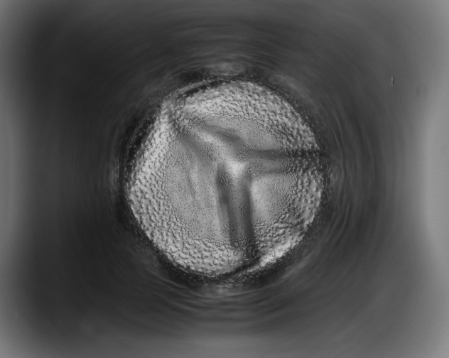 X0000087750745200705291033