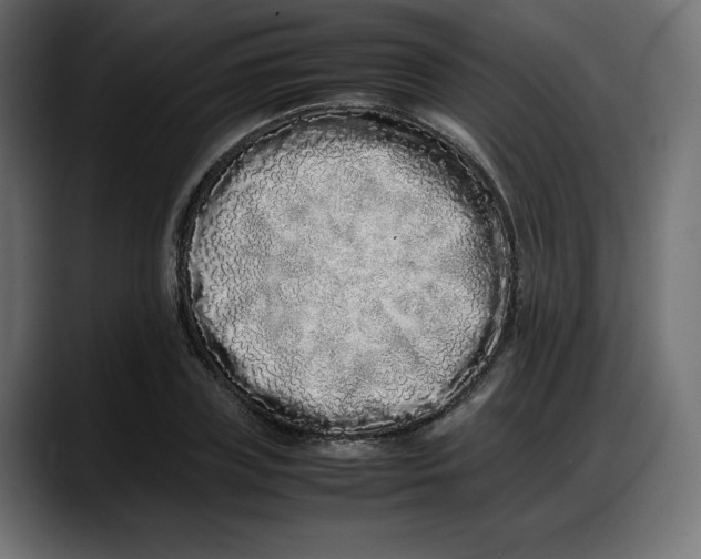 X0000087750835200705291032