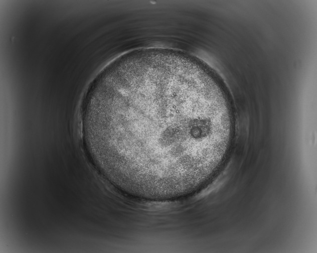 X0000087750925200705291030