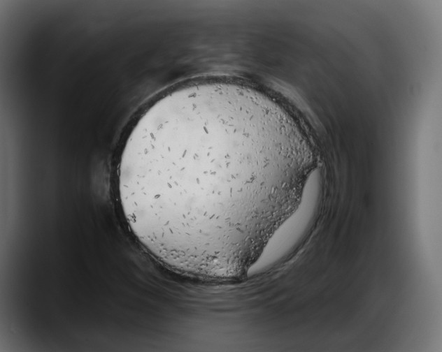 X0000087751260200705291026