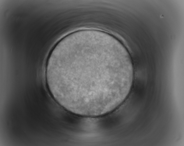 X0000087751514200705291023