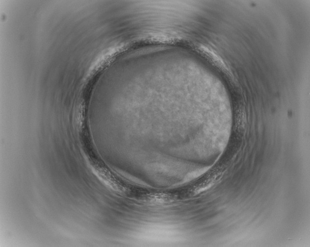 X0000087750736200706041101