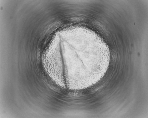 X0000087750745200706041101