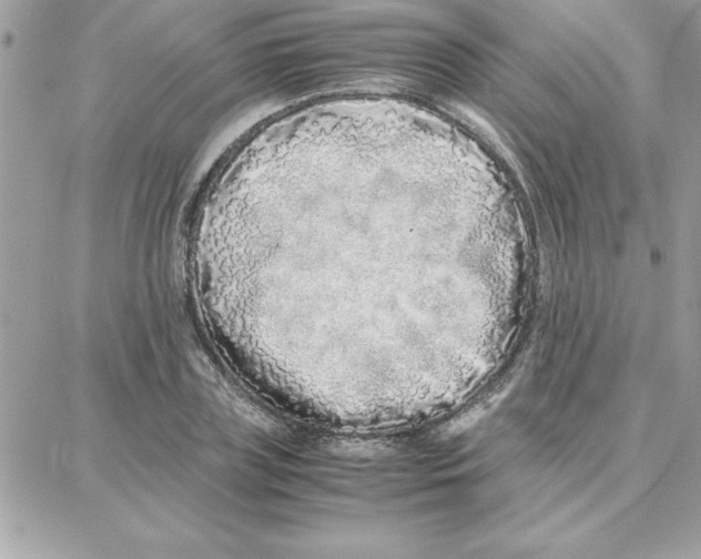 X0000087750835200706041059