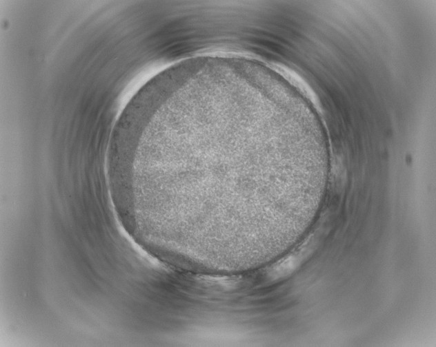 X0000087750855200706041100