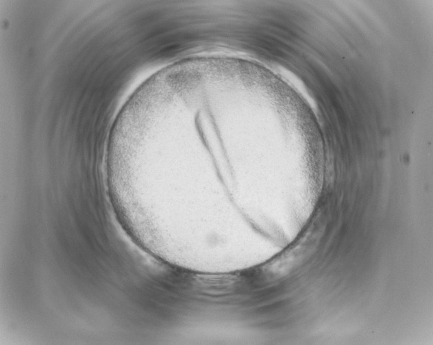 X0000087750863200706041100