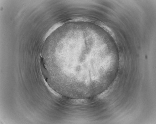 X0000087751425200706041050