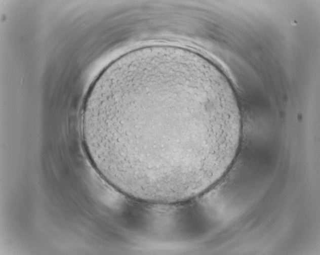 X0000087751514200706041049