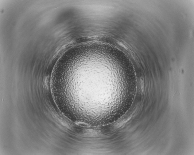 X0000088020286200705111137
