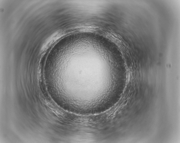 X0000088020339200705111135