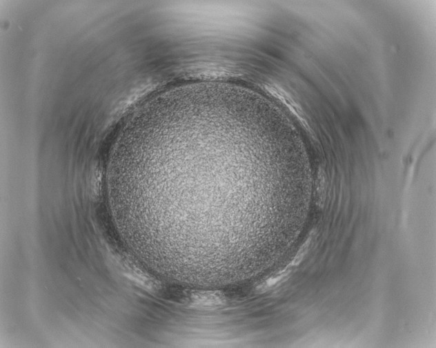 X0000088020355200705111135