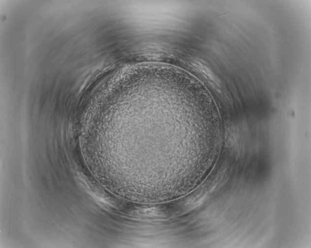 X0000088020365200705111135