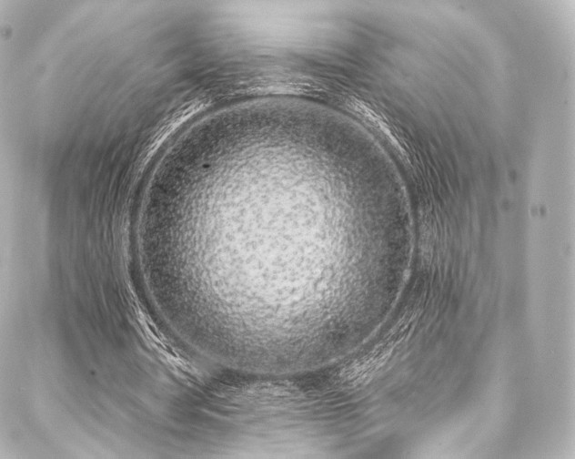 X0000088020386200705111135