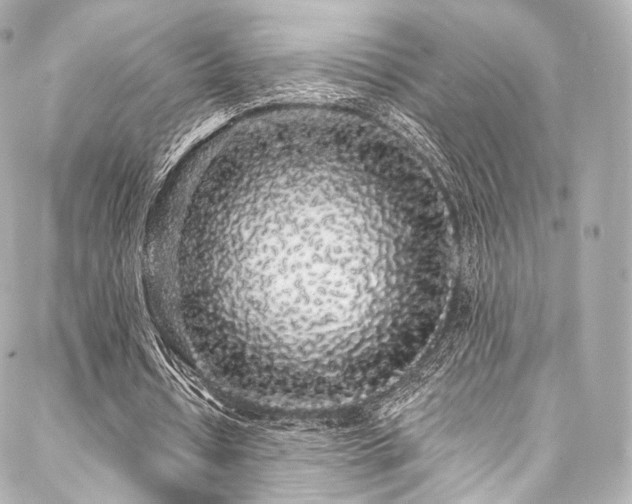 X0000088020434200705111133