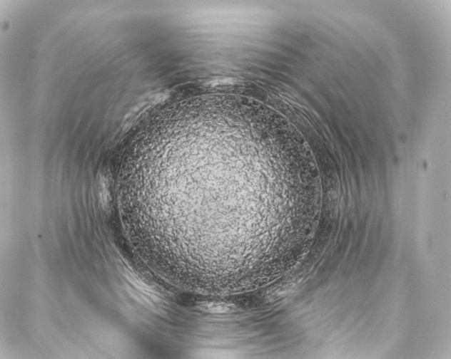 X0000088020654200705111131