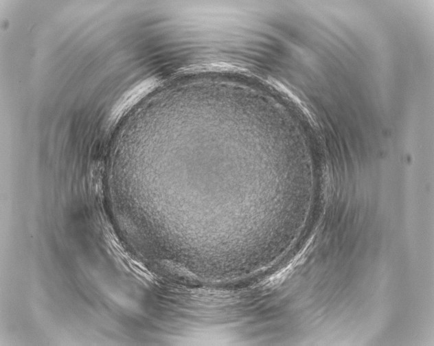 X0000088020921200705111125