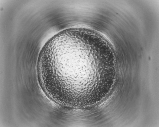 X0000088020943200705111126
