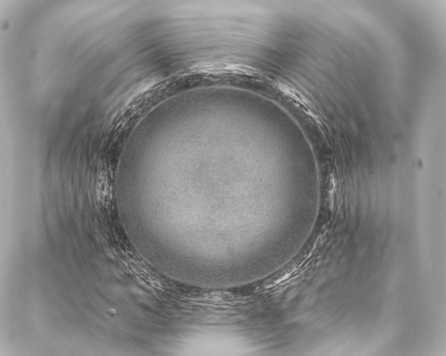 X0000088020966200705111125