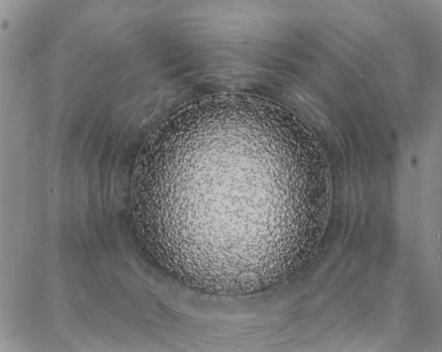 X0000088020030200705182011