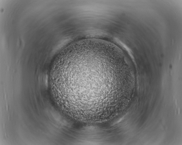 X0000088020067200705182011