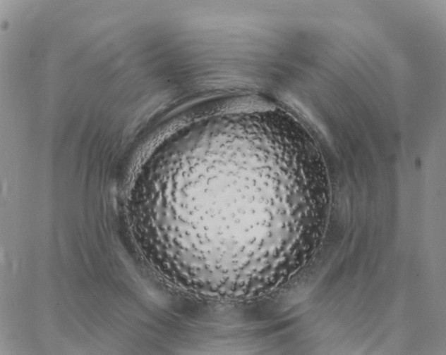 X0000088020117200705182010