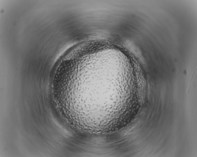 X0000088020156200705182009