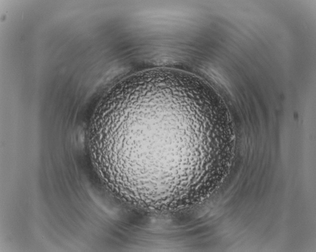 X0000088020214200705182008