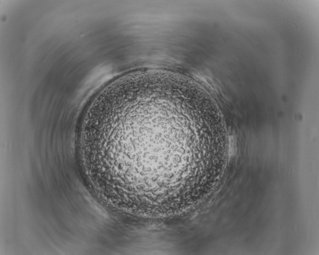 X0000088020243200705182007