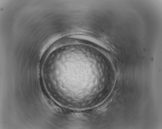 X0000088020244200705182007