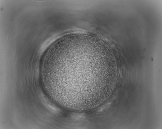 X0000088020247200705182007