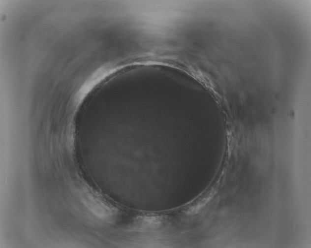 X0000088020295200705182007