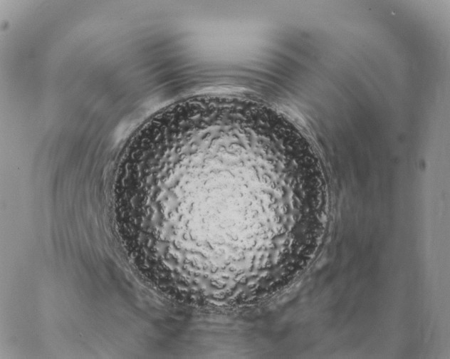 X0000088020337200705182006