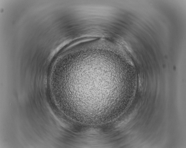 X0000088020348200705182006