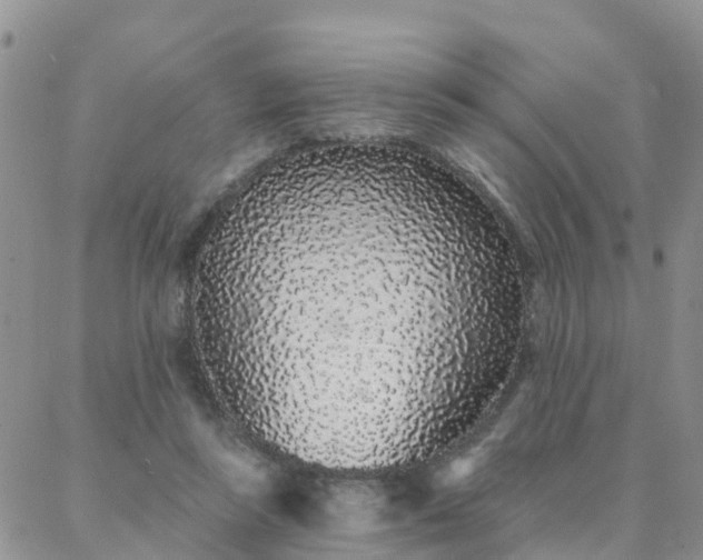 X0000088020355200705182006