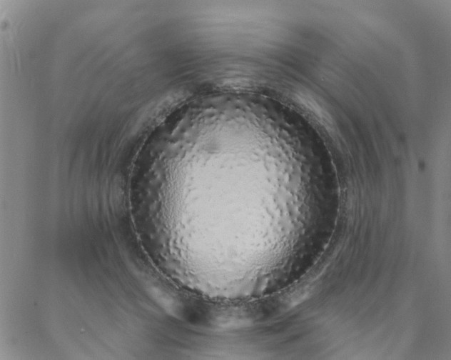X0000088020361200705182006