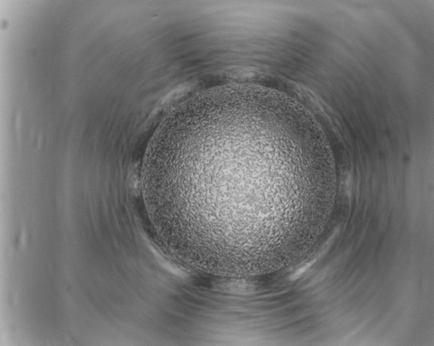 X0000088020383200705182006