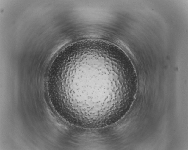 X0000088020386200705182006